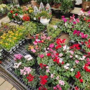 [경기 의정부] 해성꽃농원