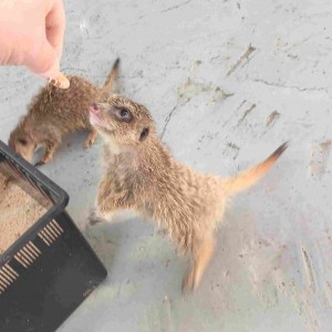 [경남 진주] 와우펫앤쥬 진주점