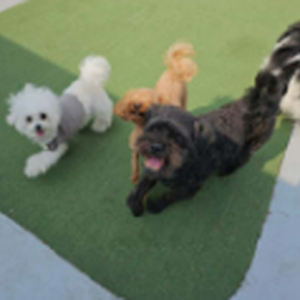 [경기 고양] 엄마 잘다녀와 애견유치원