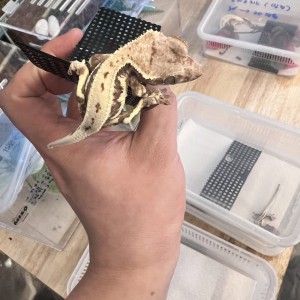 [경기 화성] 보리 아쿠아