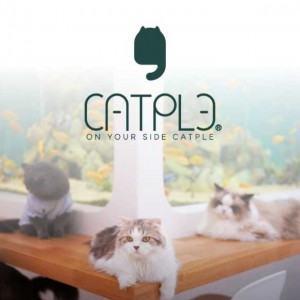 [인천 서구] 캣플헤븐 루원시티인천점