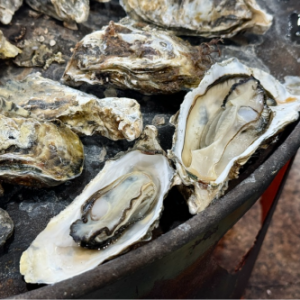 [경기 화성] 코페이수산