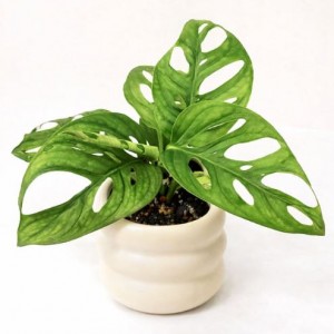 [페이백]공간공감 플랜테리어