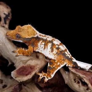 [전북 전주] 좀비렙타일