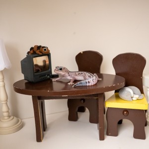 [경기 김포] 도마뱀집사TV