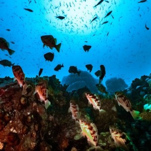 [강원 삼척] 바다의꿈