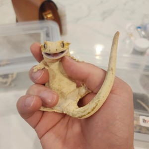 [경기 화성] 렙타일갤러리