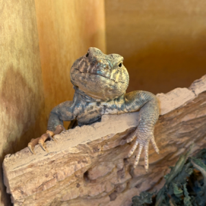 [광주 광산] 어게인게코 파충류샵