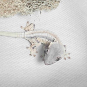 [경기 화성] 크레단