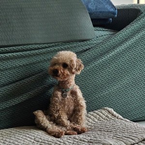 [기자단] 댕클래스