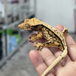 [경기 광주] 동네사람들 파충류샵