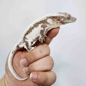 [광주 북구] 클로버크레