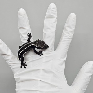 파충류샵 크레윙 고양 능곡점