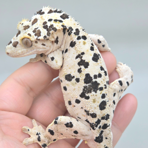 [충북 청주] 파충류샵 게코나무숲