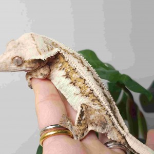 [전남 영광] 낙찌네도마뱀