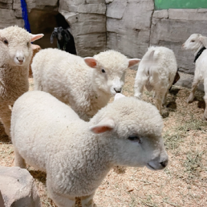 [울산 북구] 헬로우쥬 동물원