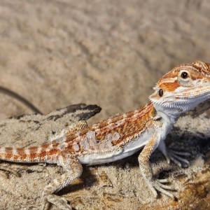 [강원 철원] 파충류샵 창수네사육공간