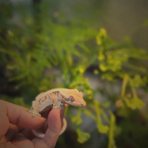 [경기 군포] 네이션