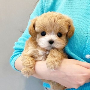 [기자단] 더펫 유성본점