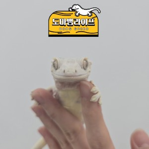 파충류샵 도마뱀라이프 인천송도점