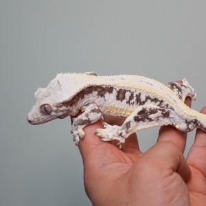 파충류샵 사우스 렙타일스