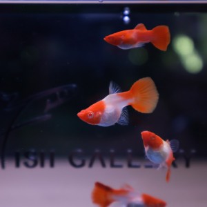 피쉬갤러리 오창점