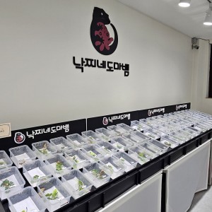 낙찌네도마뱀