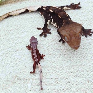 크레빠