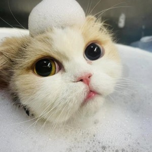 미쓰고양이