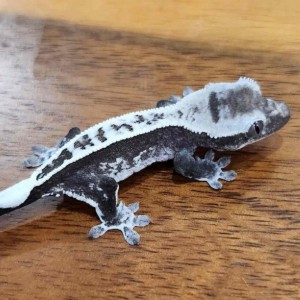 좀비렙타일