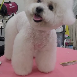 하트애견