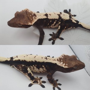 도마뱀자리x비바렙타일