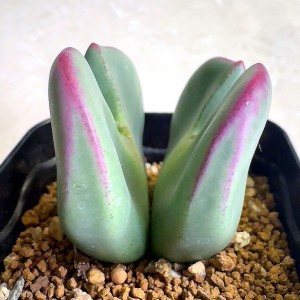 어텀플랜트
