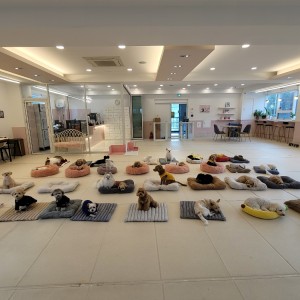 댕댕아학교가자&호텔 훈련 유치원 카페