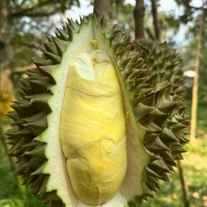 [서울 영등포] 두리안제국 대림본점