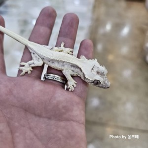 [광주 북구] 쏭크레 파충류샵