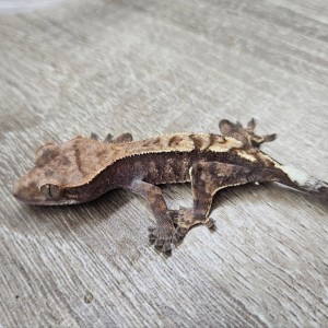 [강원 철원] 파충류샵 창수네사육공간