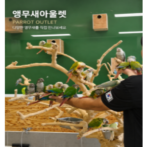 앵무새아울렛