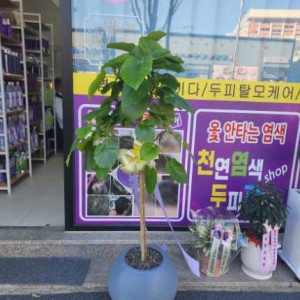 큐사랑 인천불로점